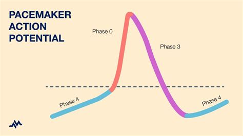 pacemaker action potential